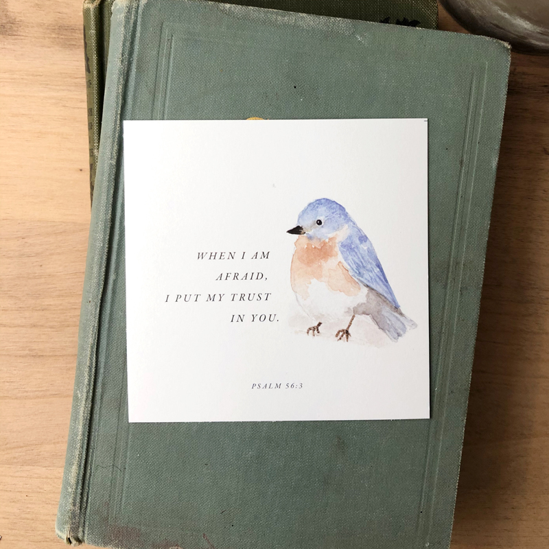 bird